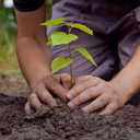 An image of someone planting a seedling